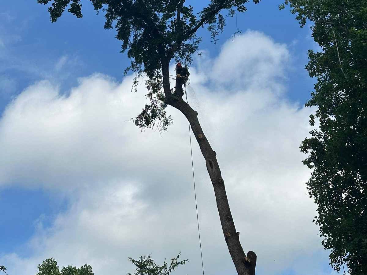 El Costeño Tree Service LLC